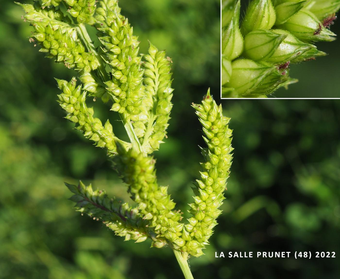 Cockspur grass flower